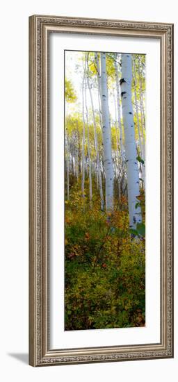 Aspen in the Day II-Kathy Mansfield-Framed Photographic Print