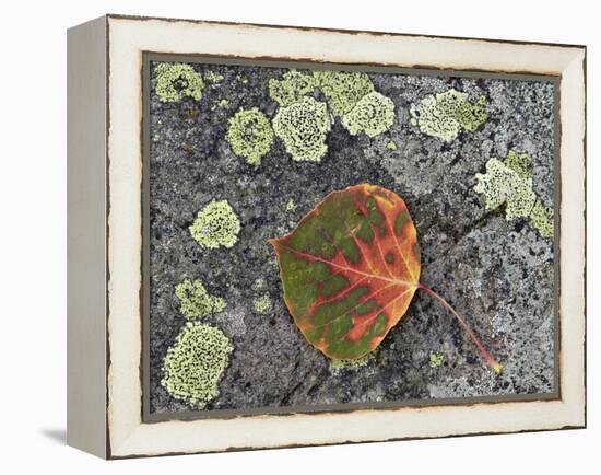 Aspen Leaf Turning Red and Orange on a Lichen-Covered Rock-James Hager-Framed Premier Image Canvas