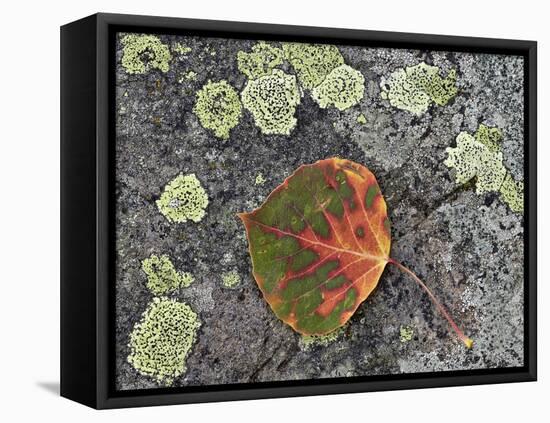 Aspen Leaf Turning Red and Orange on a Lichen-Covered Rock-James Hager-Framed Premier Image Canvas