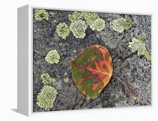 Aspen Leaf Turning Red and Orange on a Lichen-Covered Rock-James Hager-Framed Premier Image Canvas