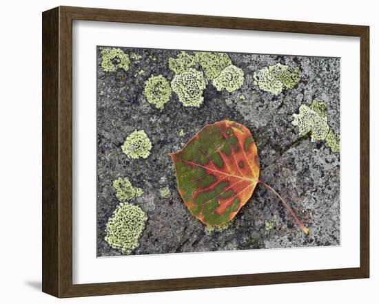 Aspen Leaf Turning Red and Orange on a Lichen-Covered Rock-James Hager-Framed Photographic Print