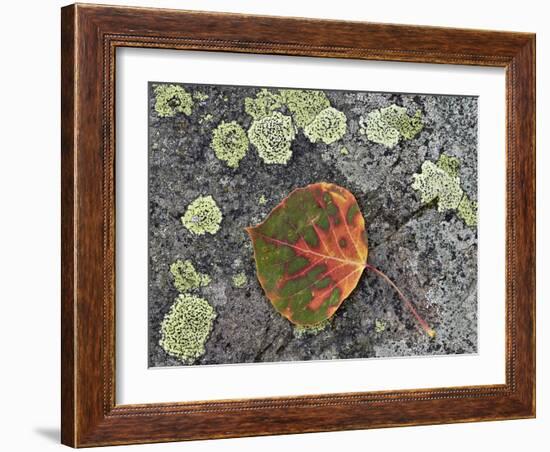 Aspen Leaf Turning Red and Orange on a Lichen-Covered Rock-James Hager-Framed Photographic Print