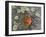 Aspen Leaf Turning Red and Orange on a Lichen-Covered Rock-James Hager-Framed Photographic Print