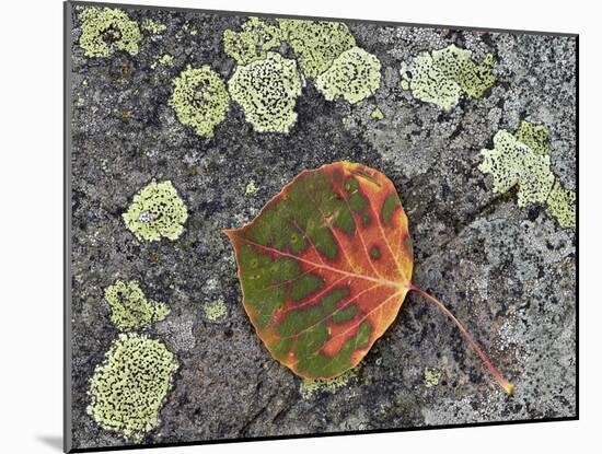 Aspen Leaf Turning Red and Orange on a Lichen-Covered Rock-James Hager-Mounted Photographic Print