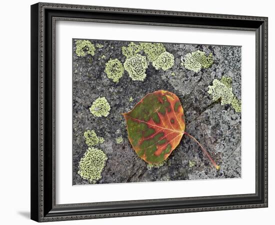 Aspen Leaf Turning Red and Orange on a Lichen-Covered Rock-James Hager-Framed Photographic Print