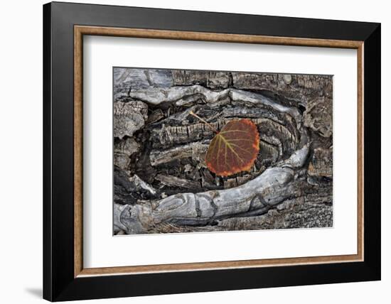 Aspen Leaf Turning Red and Orange-James Hager-Framed Photographic Print