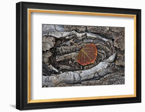 Aspen Leaf Turning Red and Orange-James Hager-Framed Photographic Print