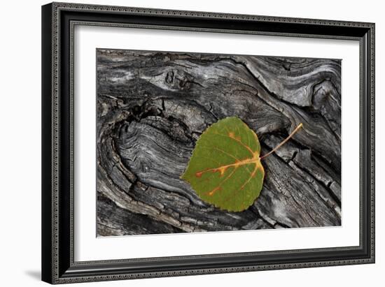 Aspen Leaf Turning Red-James Hager-Framed Photographic Print