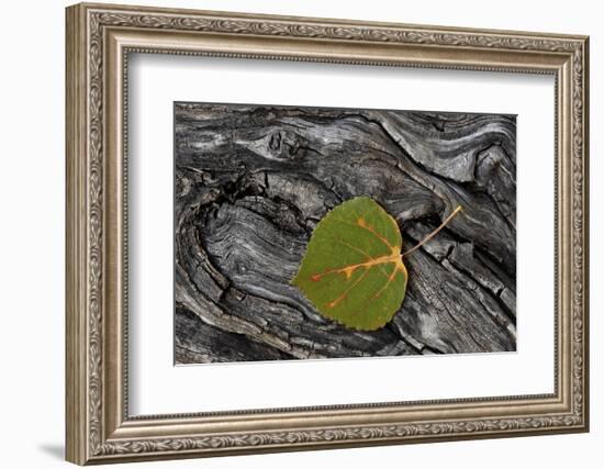 Aspen Leaf Turning Red-James Hager-Framed Photographic Print