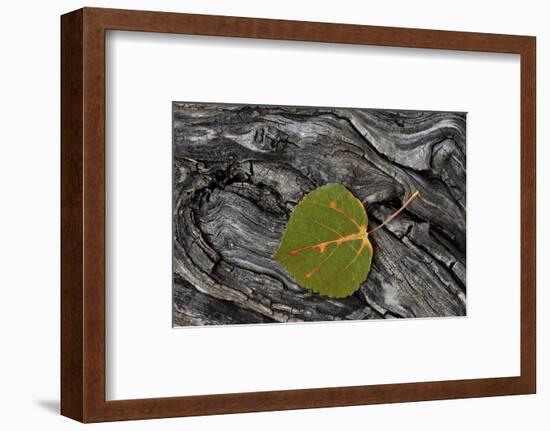 Aspen Leaf Turning Red-James Hager-Framed Photographic Print