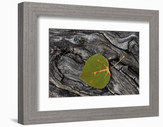 Aspen Leaf Turning Red-James Hager-Framed Photographic Print