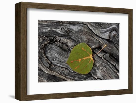 Aspen Leaf Turning Red-James Hager-Framed Photographic Print