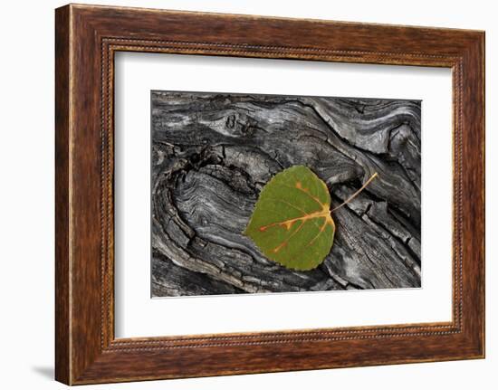 Aspen Leaf Turning Red-James Hager-Framed Photographic Print