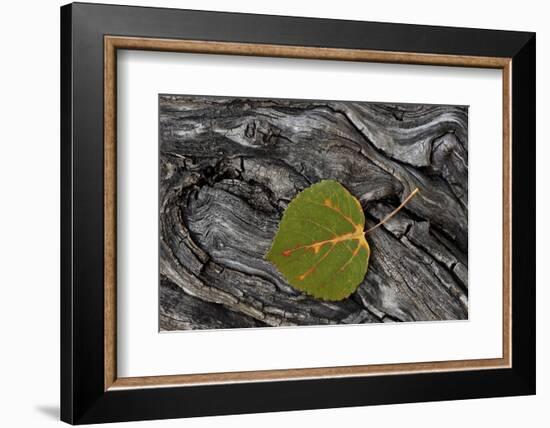 Aspen Leaf Turning Red-James Hager-Framed Photographic Print