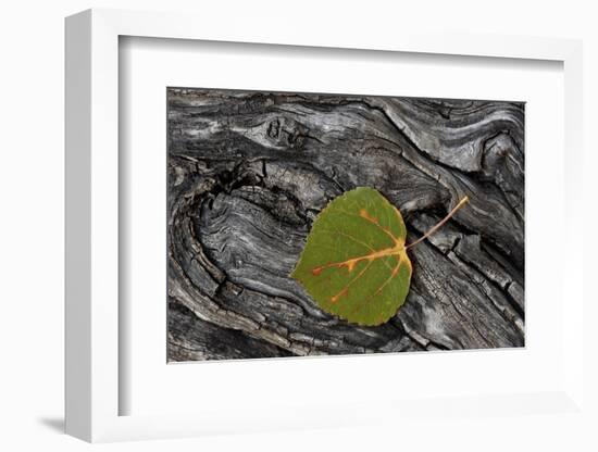 Aspen Leaf Turning Red-James Hager-Framed Photographic Print