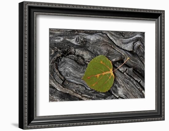 Aspen Leaf Turning Red-James Hager-Framed Photographic Print