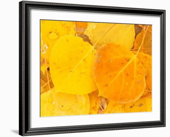 Aspen Leaves, Gunnison National Forest, Colorado, USA-Rob Tilley-Framed Photographic Print