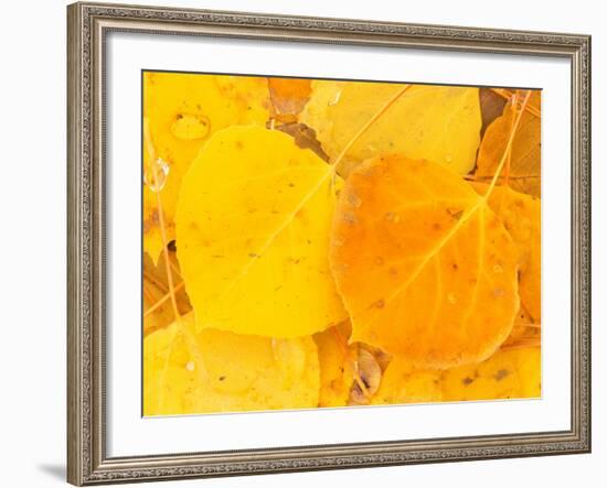 Aspen Leaves, Gunnison National Forest, Colorado, USA-Rob Tilley-Framed Photographic Print