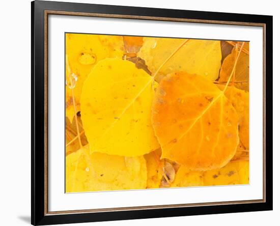 Aspen Leaves, Gunnison National Forest, Colorado, USA-Rob Tilley-Framed Photographic Print