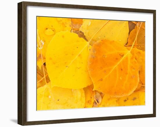 Aspen Leaves, Gunnison National Forest, Colorado, USA-Rob Tilley-Framed Photographic Print