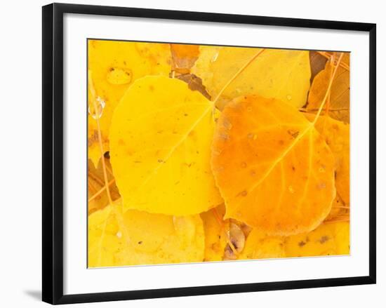 Aspen Leaves, Gunnison National Forest, Colorado, USA-Rob Tilley-Framed Photographic Print