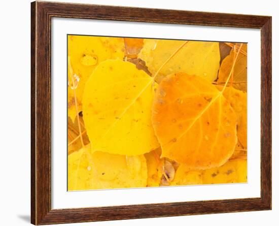 Aspen Leaves, Gunnison National Forest, Colorado, USA-Rob Tilley-Framed Photographic Print