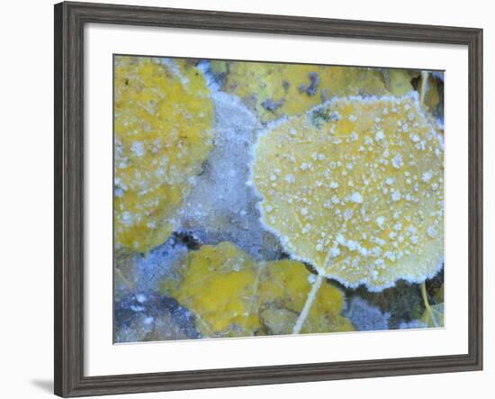 Aspen Leaves, Gunnison National Forest, Colorado, USA-Rob Tilley-Framed Photographic Print