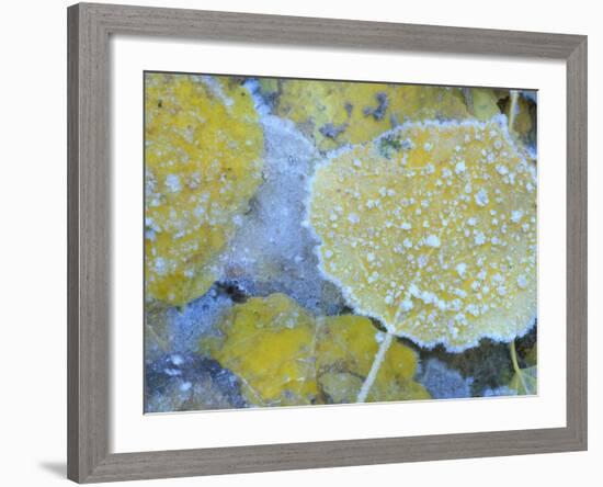 Aspen Leaves, Gunnison National Forest, Colorado, USA-Rob Tilley-Framed Photographic Print