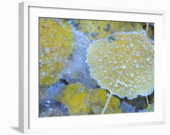 Aspen Leaves, Gunnison National Forest, Colorado, USA-Rob Tilley-Framed Photographic Print