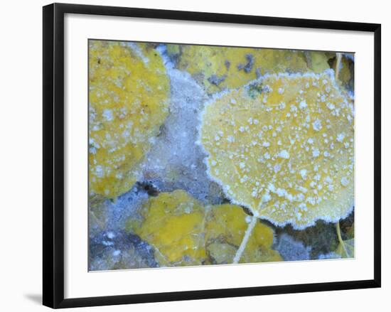 Aspen Leaves, Gunnison National Forest, Colorado, USA-Rob Tilley-Framed Photographic Print