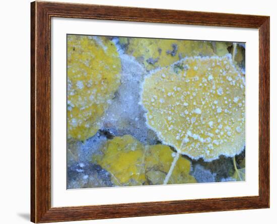 Aspen Leaves, Gunnison National Forest, Colorado, USA-Rob Tilley-Framed Photographic Print