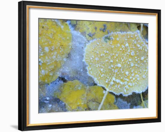 Aspen Leaves, Gunnison National Forest, Colorado, USA-Rob Tilley-Framed Photographic Print