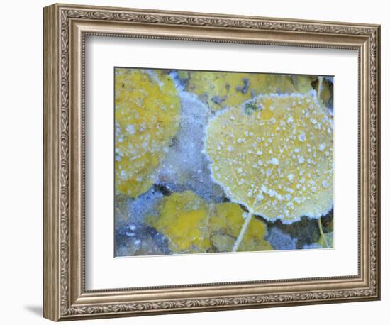 Aspen Leaves, Gunnison National Forest, Colorado, USA-Rob Tilley-Framed Photographic Print