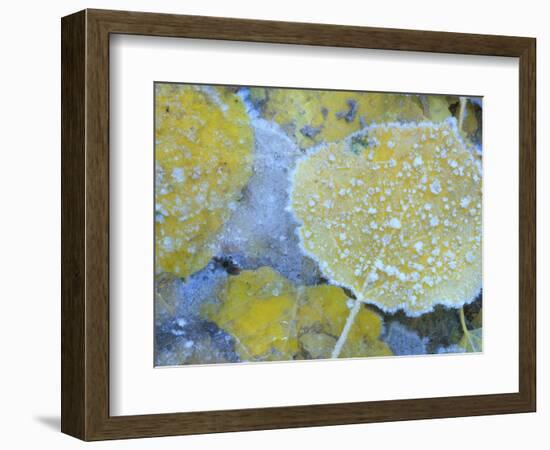 Aspen Leaves, Gunnison National Forest, Colorado, USA-Rob Tilley-Framed Photographic Print