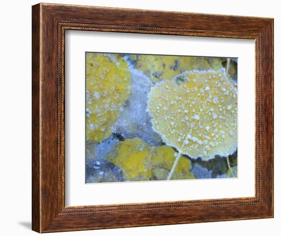 Aspen Leaves, Gunnison National Forest, Colorado, USA-Rob Tilley-Framed Photographic Print