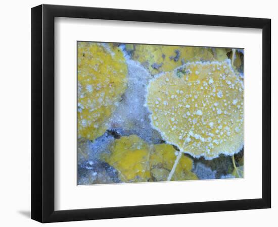 Aspen Leaves, Gunnison National Forest, Colorado, USA-Rob Tilley-Framed Photographic Print