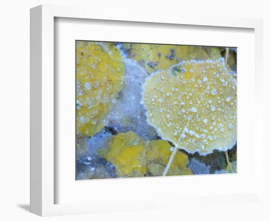 Aspen Leaves, Gunnison National Forest, Colorado, USA-Rob Tilley-Framed Photographic Print