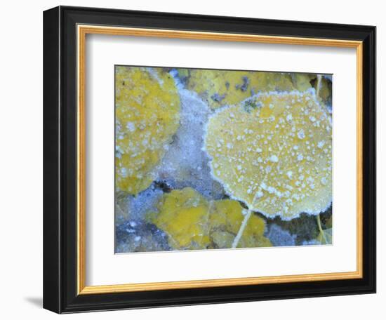 Aspen Leaves, Gunnison National Forest, Colorado, USA-Rob Tilley-Framed Photographic Print