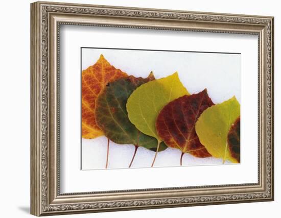 Aspen Leaves on Snow-Darrell Gulin-Framed Photographic Print