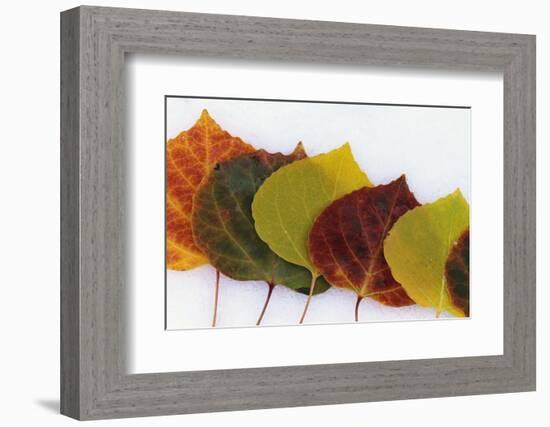 Aspen Leaves on Snow-Darrell Gulin-Framed Photographic Print