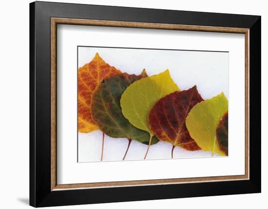 Aspen Leaves on Snow-Darrell Gulin-Framed Photographic Print