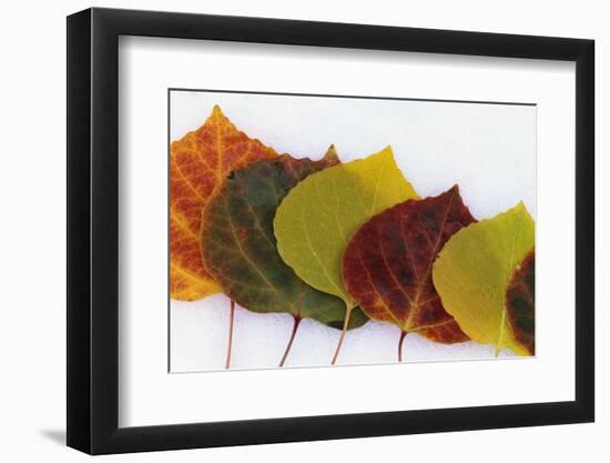 Aspen Leaves on Snow-Darrell Gulin-Framed Photographic Print