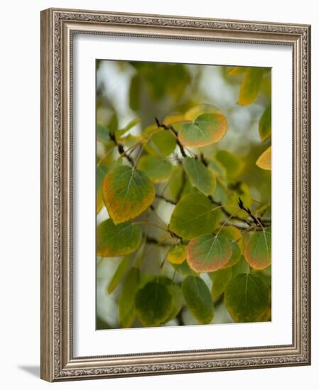 Aspen Leaves Turning Color, Vail, Colorado, USA-Cindy Miller Hopkins-Framed Photographic Print