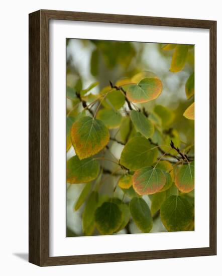 Aspen Leaves Turning Color, Vail, Colorado, USA-Cindy Miller Hopkins-Framed Photographic Print