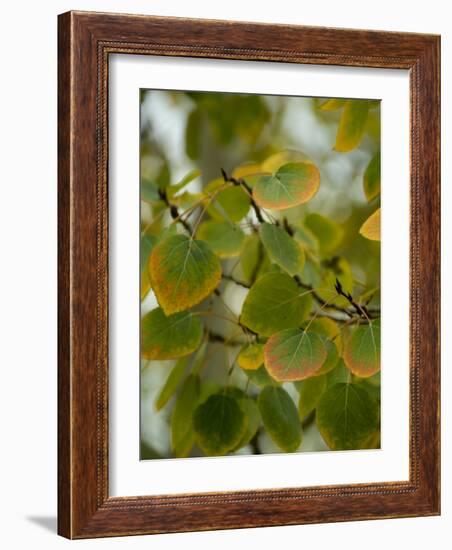 Aspen Leaves Turning Color, Vail, Colorado, USA-Cindy Miller Hopkins-Framed Photographic Print