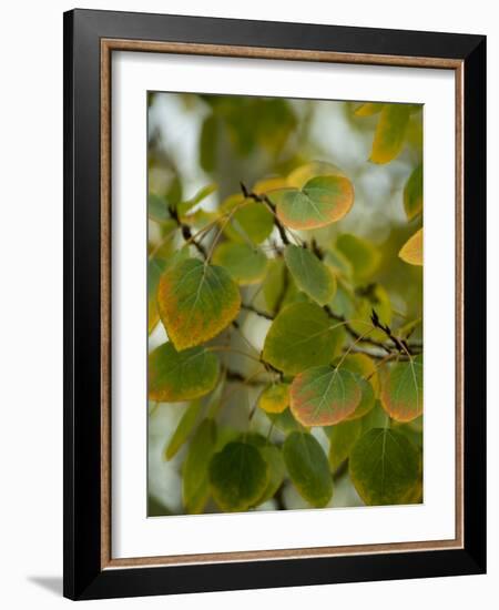 Aspen Leaves Turning Color, Vail, Colorado, USA-Cindy Miller Hopkins-Framed Photographic Print