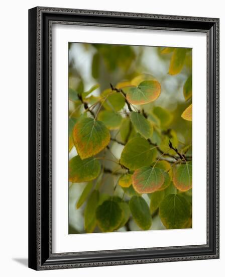 Aspen Leaves Turning Color, Vail, Colorado, USA-Cindy Miller Hopkins-Framed Photographic Print