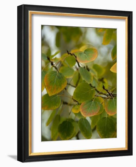 Aspen Leaves Turning Color, Vail, Colorado, USA-Cindy Miller Hopkins-Framed Photographic Print