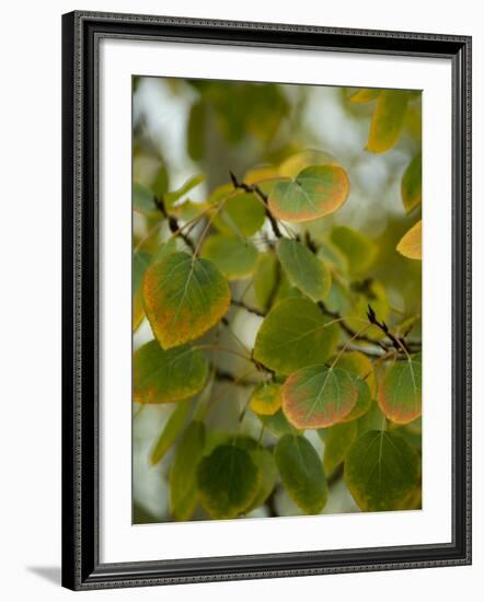 Aspen Leaves Turning Color, Vail, Colorado, USA-Cindy Miller Hopkins-Framed Photographic Print