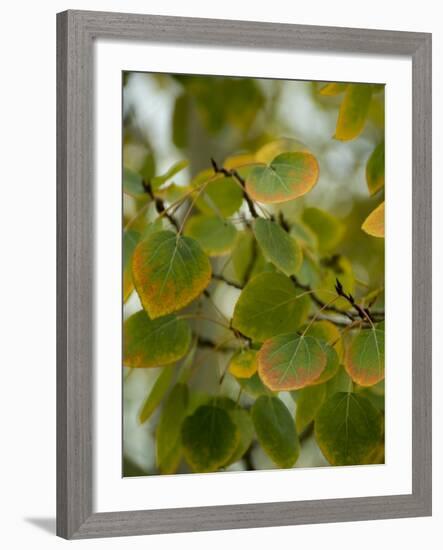 Aspen Leaves Turning Color, Vail, Colorado, USA-Cindy Miller Hopkins-Framed Photographic Print